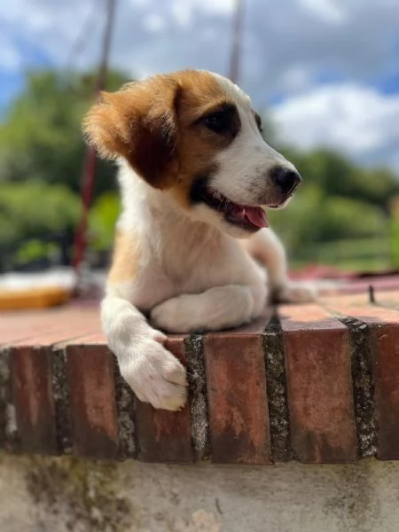 Lia cucciola bellissima 