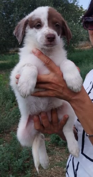 Pimpa cucciola che sogna1famiglia