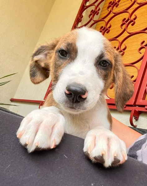 Poldo cucciolo anonimo che nessuno sceglier  | Foto 3