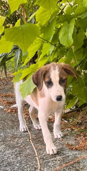 Poldo cucciolo anonimo che nessuno sceglier  | Foto 2