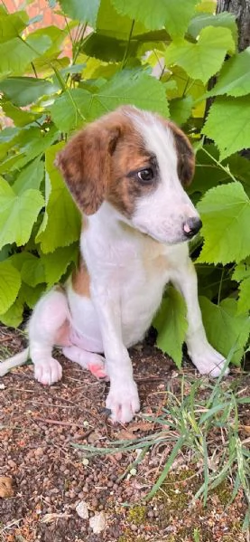 Poldo cucciolo anonimo che nessuno sceglier  | Foto 1