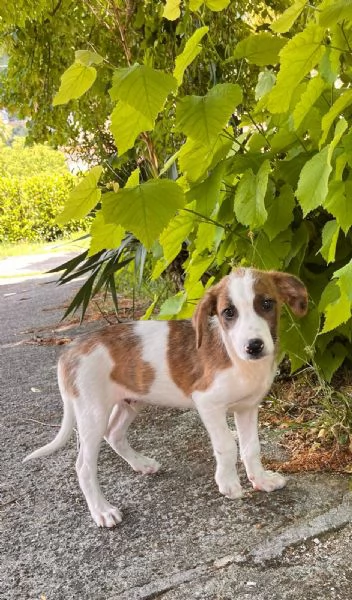 Poldo cucciolo anonimo che nessuno sceglier  | Foto 0