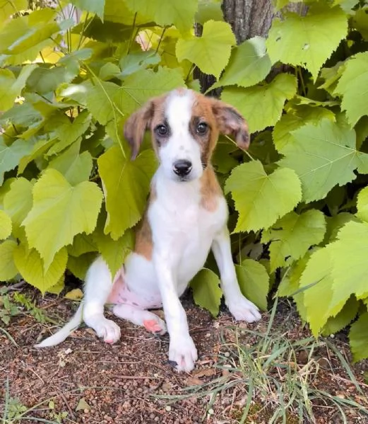 Poldo cucciolo anonimo che nessuno sceglier 