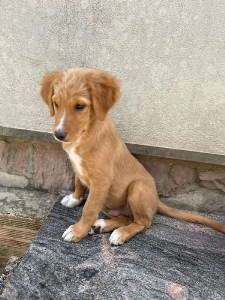 Edo una meraviglia di cucciolo  | Foto 3