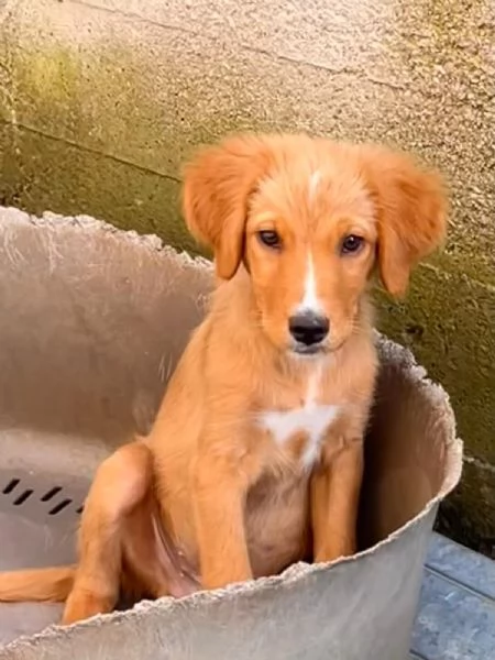 Edo una meraviglia di cucciolo  | Foto 2