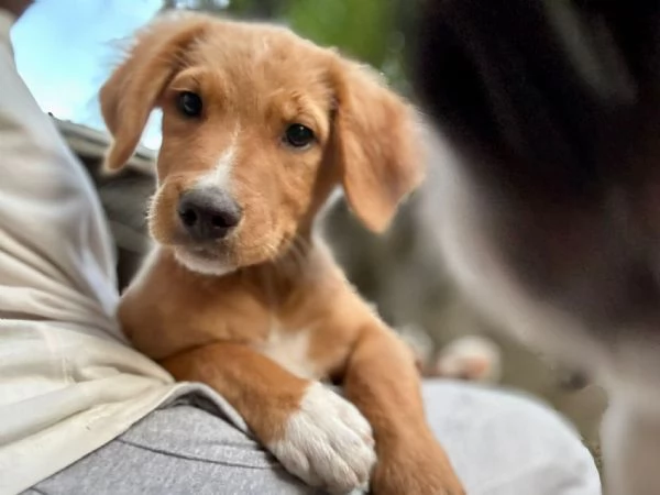 Edo una meraviglia di cucciolo 