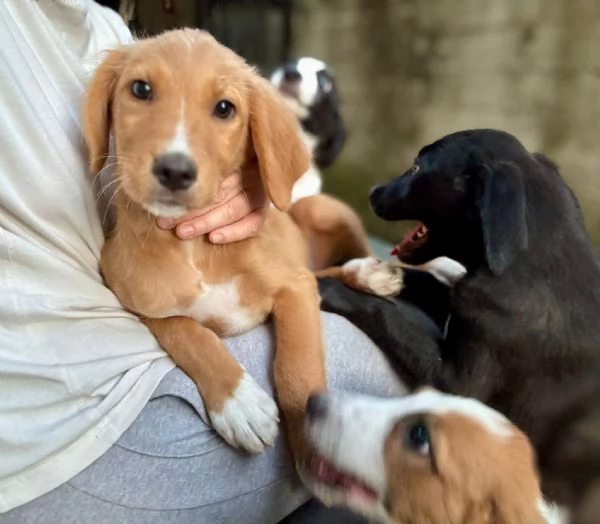 Edo una meraviglia di cucciolo  | Foto 0