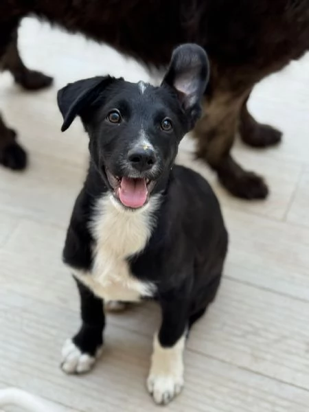 Darwin cucciolo futura taglia media contenuta 