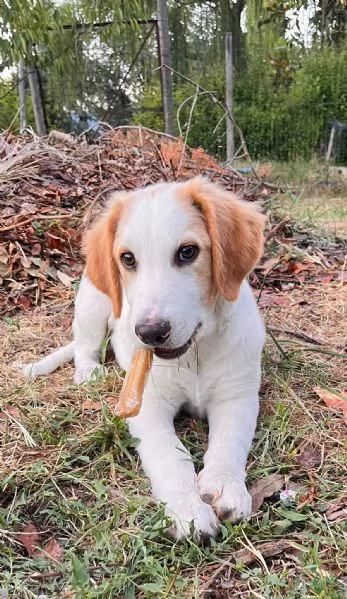 Art l ultimo della cucciolata senza richiesta 