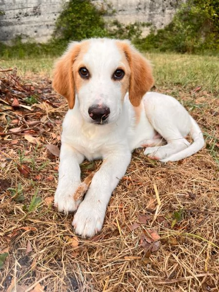 Art l ultimo della cucciolata senza richiesta  | Foto 6