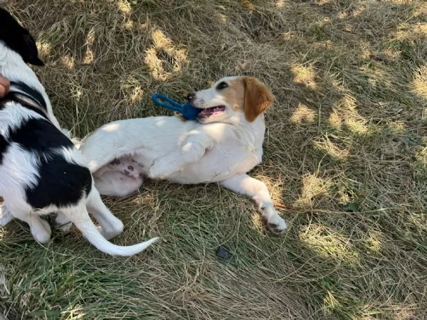 Art l ultimo della cucciolata senza richiesta  | Foto 4