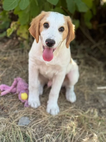 Art l ultimo della cucciolata senza richiesta  | Foto 3