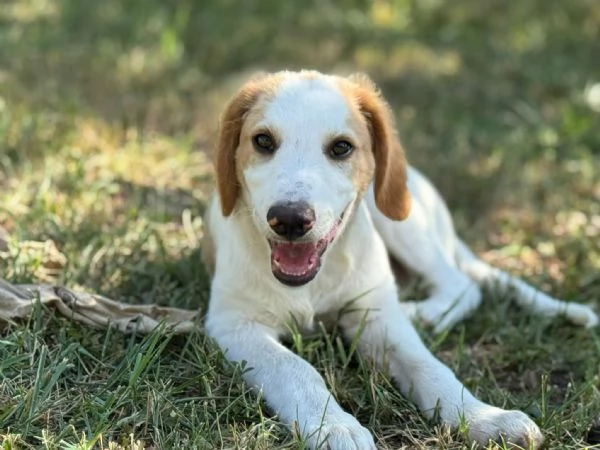 Art l ultimo della cucciolata senza richiesta  | Foto 2