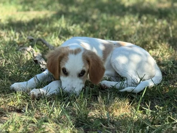 Art l ultimo della cucciolata senza richiesta  | Foto 1