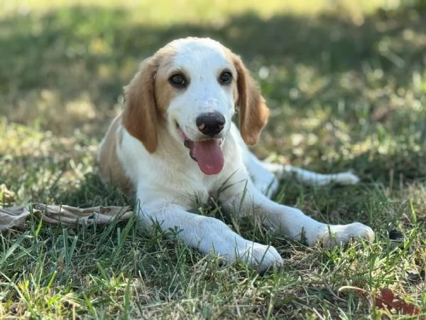 Art l ultimo della cucciolata senza richiesta  | Foto 0