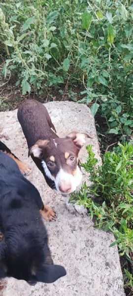 Lady cucciola dagli occhi da cerbiatta  | Foto 4