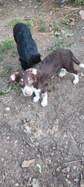 Lady cucciola dagli occhi da cerbiatta  | Foto 3