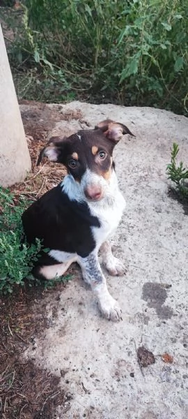 Lady cucciola dagli occhi da cerbiatta 