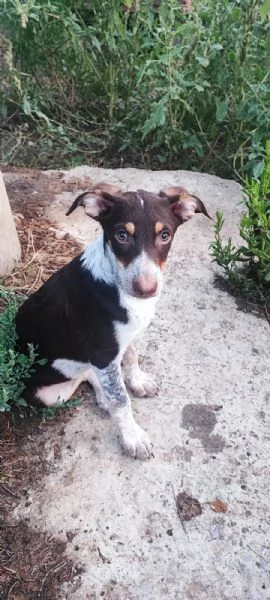 Lady cucciola dagli occhi da cerbiatta  | Foto 0