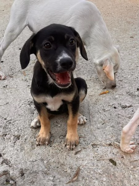 Goku vorrebbe essere salvato dalle sue sorelle  | Foto 0