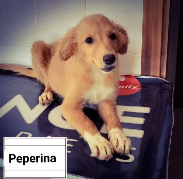 Le 2 gemelline Carolina e Peperina  | Foto 3