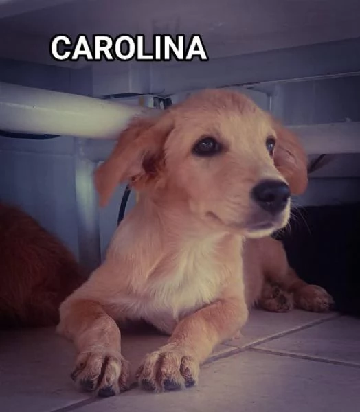 Le 2 gemelline Carolina e Peperina  | Foto 1