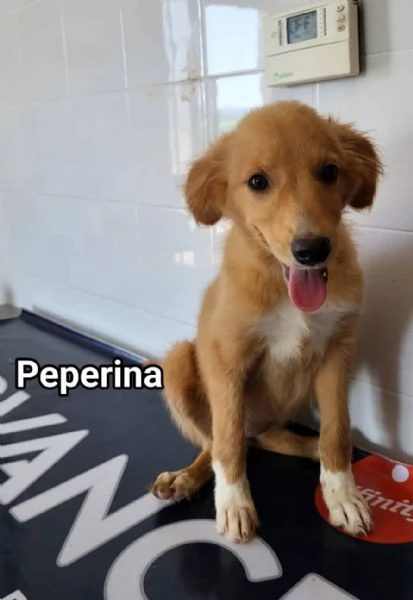 Le 2 gemelline Carolina e Peperina  | Foto 0
