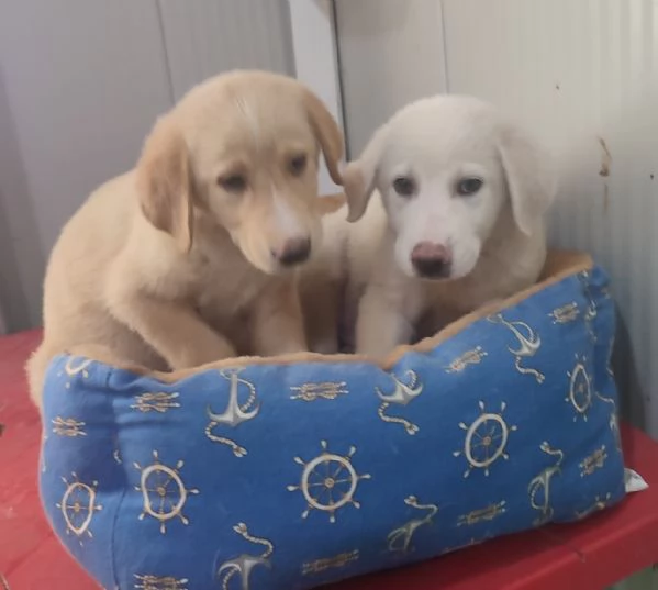 SHEEVA e DIEGO cuccioloni in cerca di casa  | Foto 6