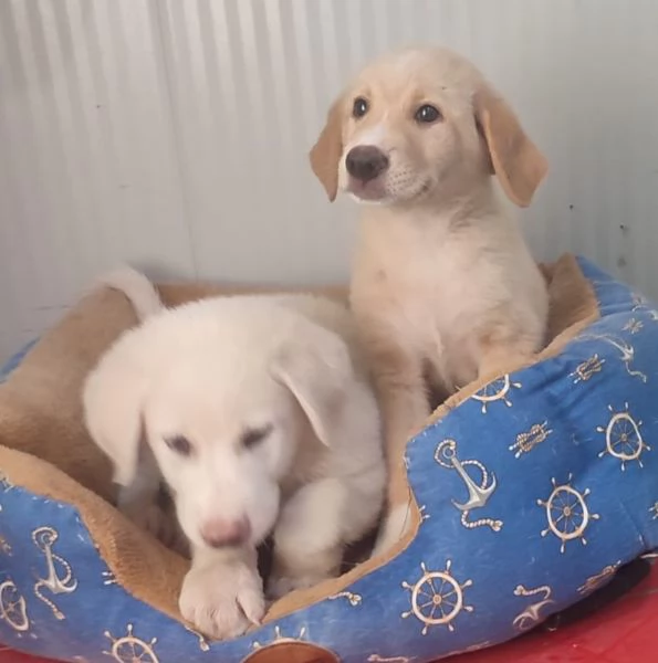 SHEEVA e DIEGO cuccioloni in cerca di casa  | Foto 5