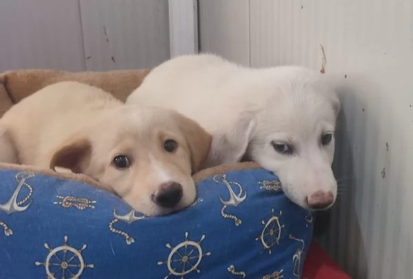 SHEEVA e DIEGO cuccioloni in cerca di casa 