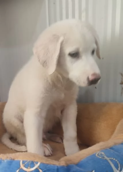 SHEEVA e DIEGO cuccioloni in cerca di casa  | Foto 4