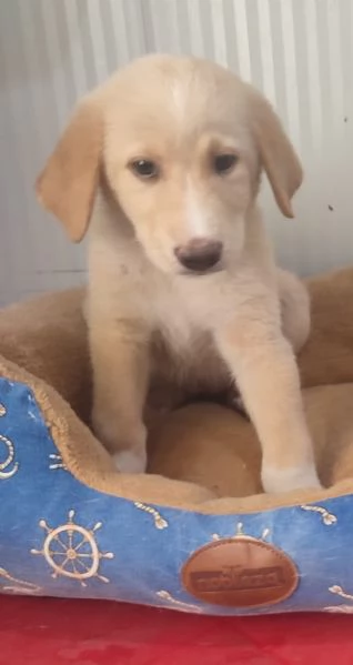 SHEEVA e DIEGO cuccioloni in cerca di casa  | Foto 3