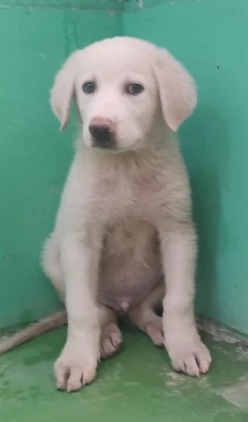 SHEEVA e DIEGO cuccioloni in cerca di casa  | Foto 1