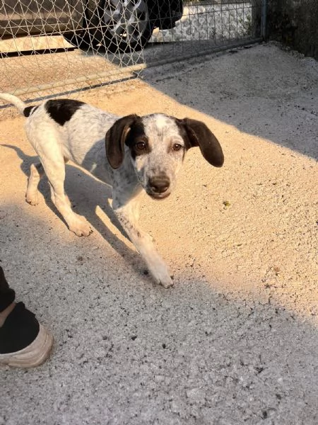 Pippi cucciola dalle super orecchie  | Foto 1