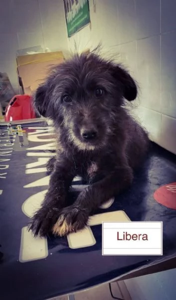 Libera bellisima cucciola barbutella