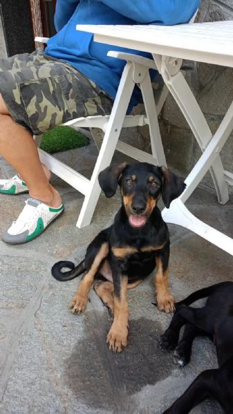Pino il segugino  | Foto 0