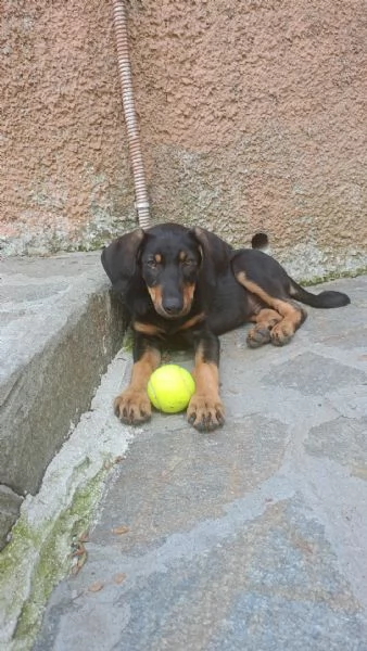 Pino il segugino 