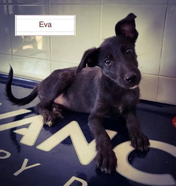 Eva cucciola di 4 mesi 