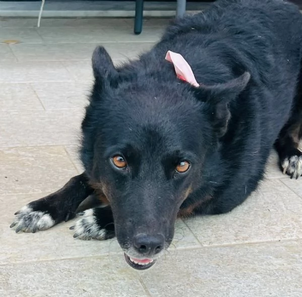 Era cagnolina adorabile  | Foto 6
