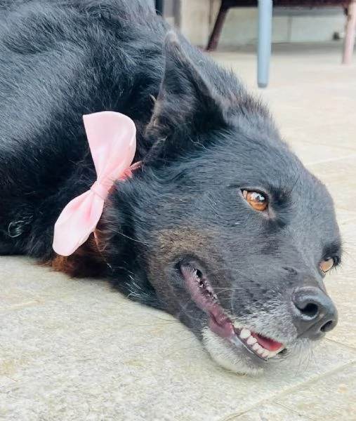 Era cagnolina adorabile  | Foto 3