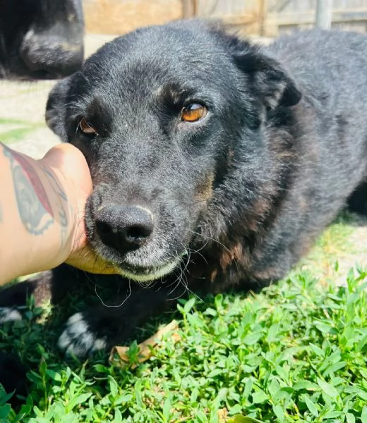 Era cagnolina adorabile 