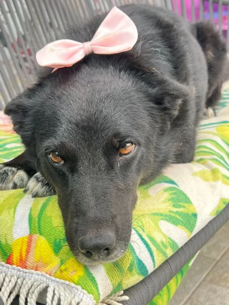 Era cagnolina adorabile  | Foto 0