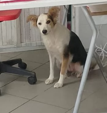 Stella di nome e di fatto  | Foto 4
