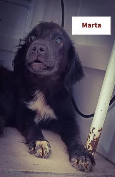 SOS CUCCIOLI per tutti i gusti  | Foto 5