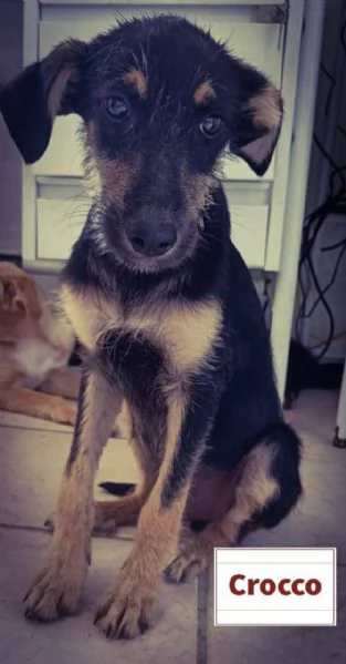 SOS CUCCIOLI per tutti i gusti  | Foto 3