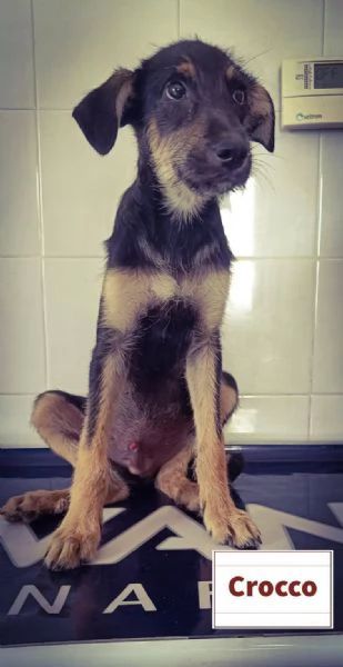 SOS CUCCIOLI per tutti i gusti  | Foto 0
