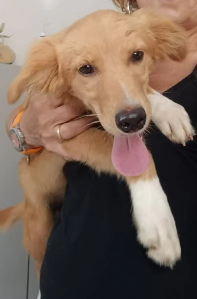 Peperina super cucciola amica di tutti  | Foto 1