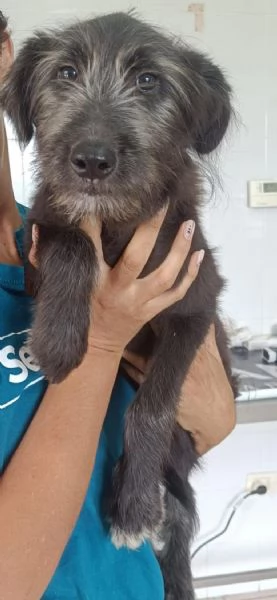 Libera bellissima cucciola barbutella  | Foto 4