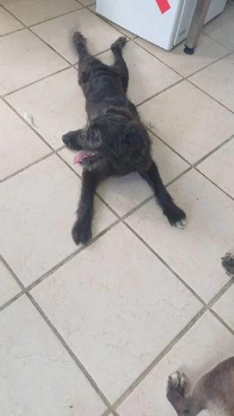 Libera bellissima cucciola barbutella  | Foto 3