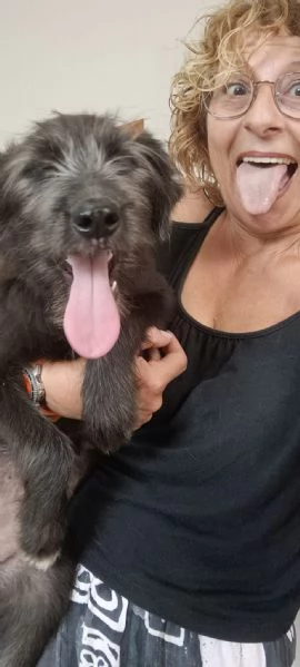 Libera bellissima cucciola barbutella  | Foto 1